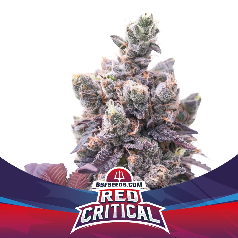 Red Critical Auto — BSF Seeds