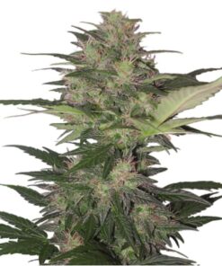 Red Dwarf Auto — Buddha Seeds