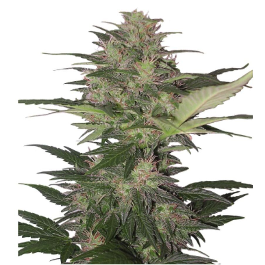 Red Dwarf Auto — Buddha Seeds