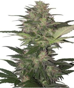 Red Dwarf Blister 10Und Regular — Buddha Seeds