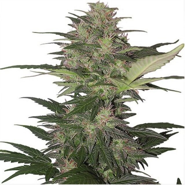 Red Dwarf Blister 10Und Regular — Buddha Seeds Red Dwarf Blister 10Und Regular — Buddha Seeds