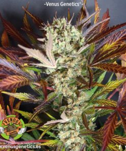 Red Skunk Auto — Venus Genetics
