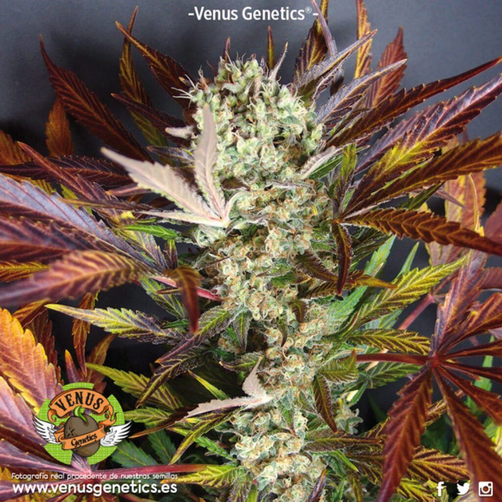 Red Skunk Auto — Venus Genetics