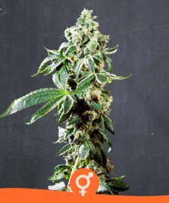 Reggae Marley Reg — La Semilla Automática