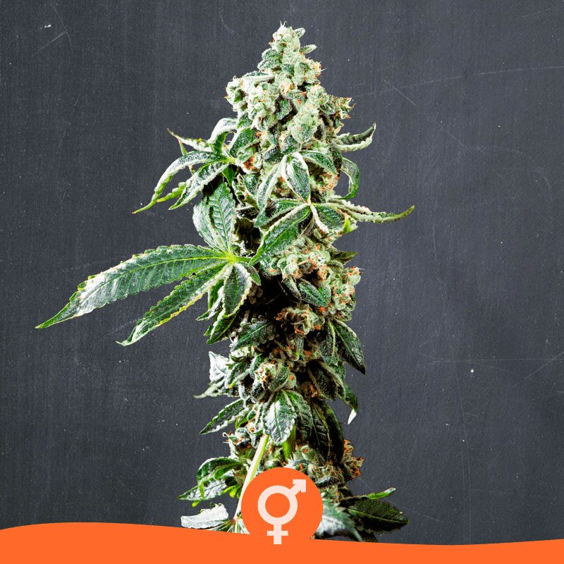 Reggae Marley Reg — La Semilla Automática