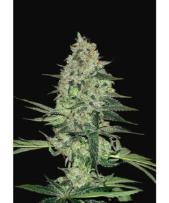 Rhino Ryder Auto — FastBuds Seeds