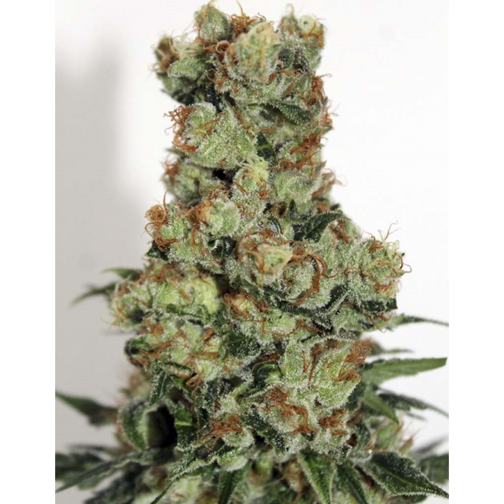 Ripper Badazz Fem. — Ripper Seeds