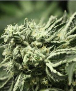Rollex OG Kush 3Und Fem — Devils Harvest