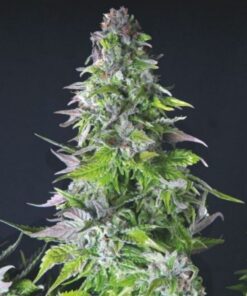 Romulan — Pyramid Seeds