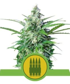 Royal AK Auto — Royal Queen