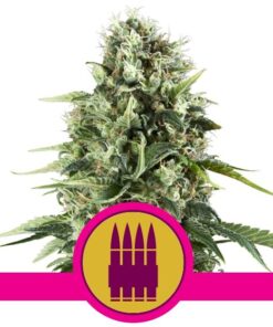 Royal AK Fem — Royal Queen