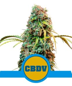 Royal CBDV Auto CBD — Royal Queen