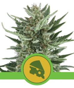 Royal Cheese Auto — Royal Queen