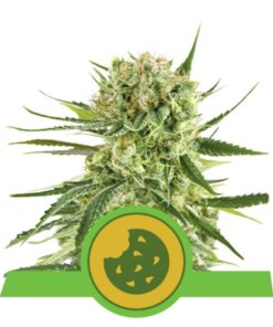 Royal Cookies Auto USA Premium — Royal Queen