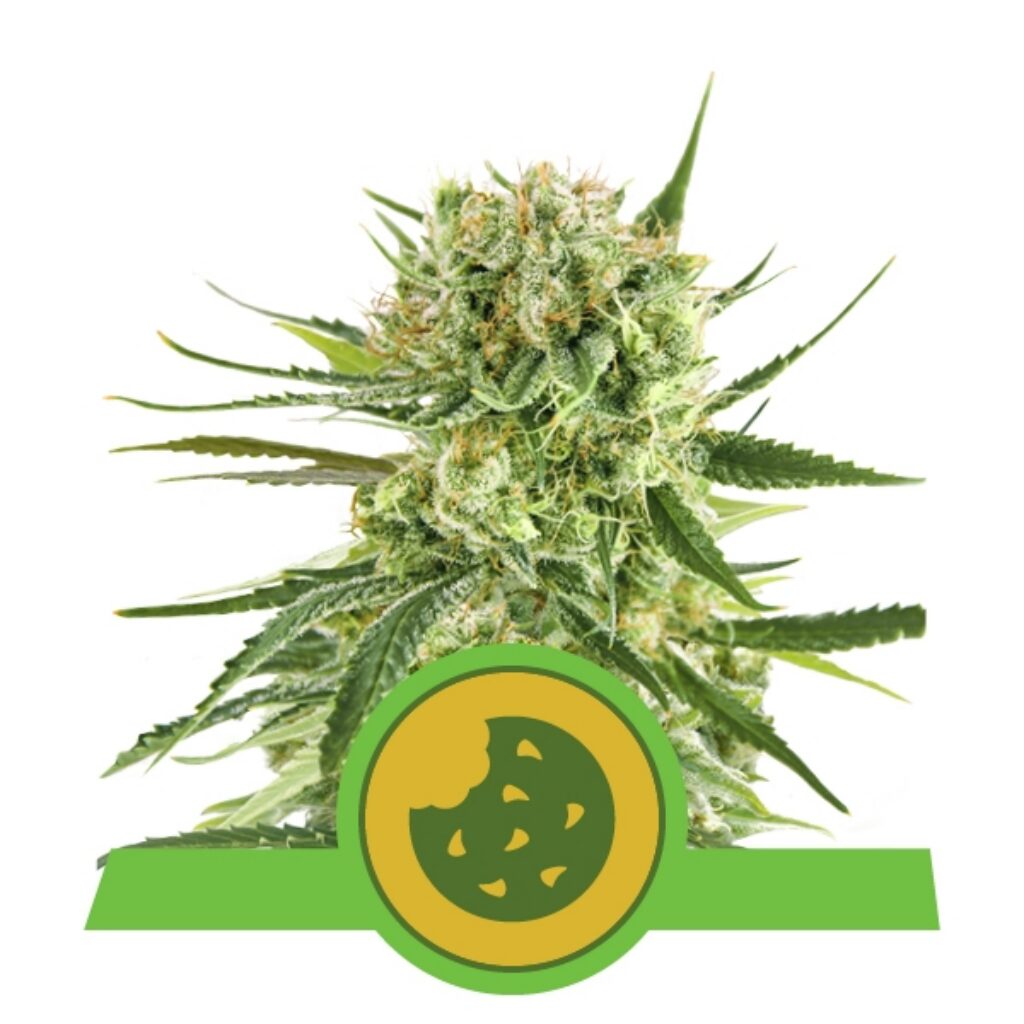 Royal Cookies Auto USA Premium — Royal Queen