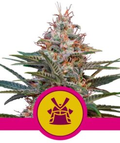 Royal Cookies USA Premium Fem — Royal Queen