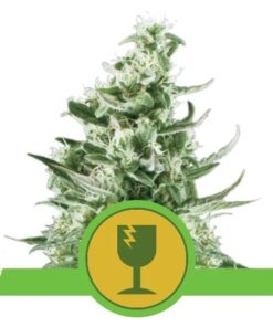 Royal Critical Auto — Royal Queen