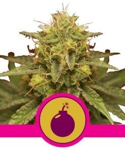 Royal Domina Fem — Royal Queen