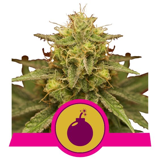 Royal Domina Fem — Royal Queen Royal Domina Fem — Royal Queen