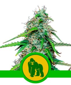 Royal Gorilla Auto USA Premium — Royal Queen