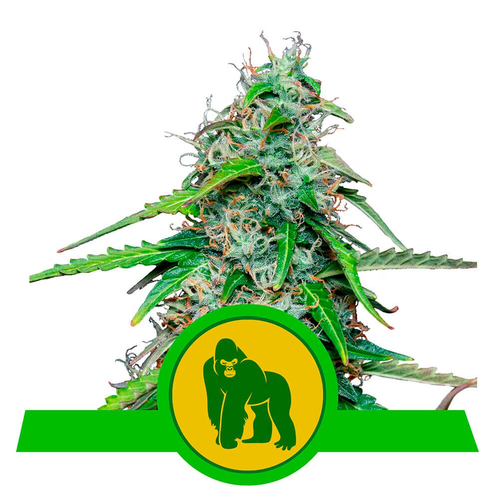 Royal Gorilla Auto USA Premium — Royal Queen