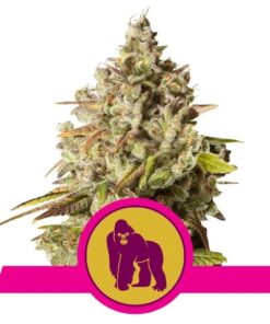 Royal Gorilla USA Premium Fem — Royal Queen