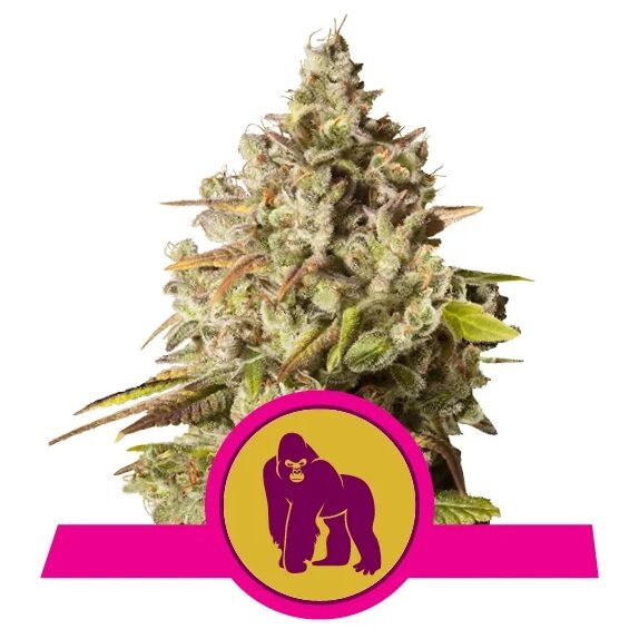 Royal Gorilla USA Premium Fem — Royal Queen