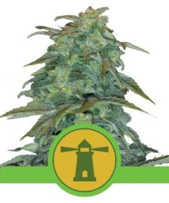 Royal Haze Auto — Royal Queen