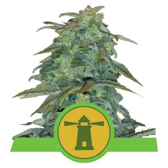 Royal Haze Auto — Royal Queen