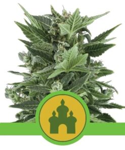 Royal Kush Auto — Royal Queen