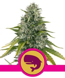 Royal Moby Fem — Royal Queen