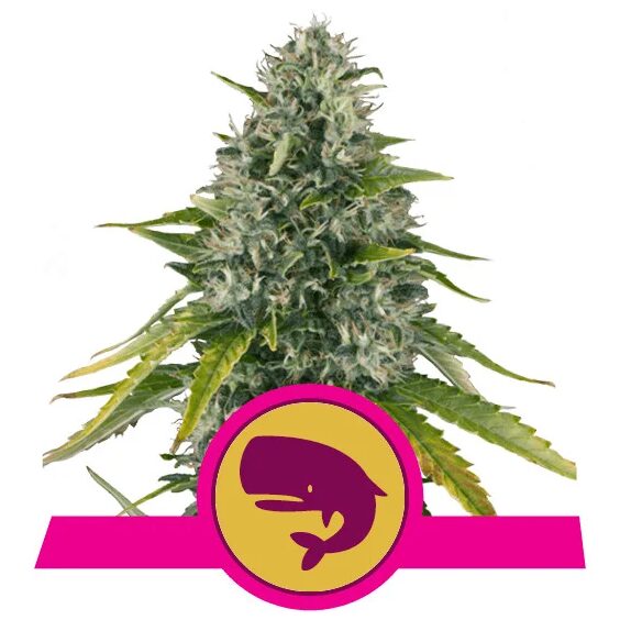 Royal Moby Fem — Royal Queen