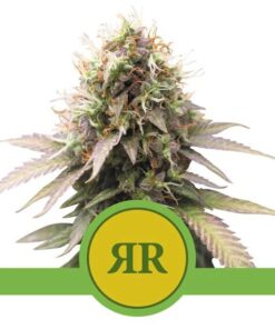 Royal Runtz Auto USA Premium — Royal Queen