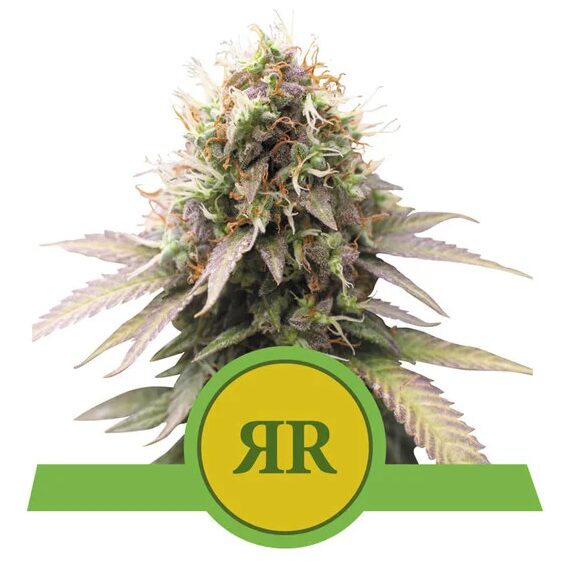 Royal Runtz Auto USA Premium — Royal Queen