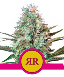 Royal Runtz USA Premium Fem — Royal Queen