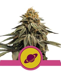 Royal Skywalker USA Premium Fem — Royal Queen