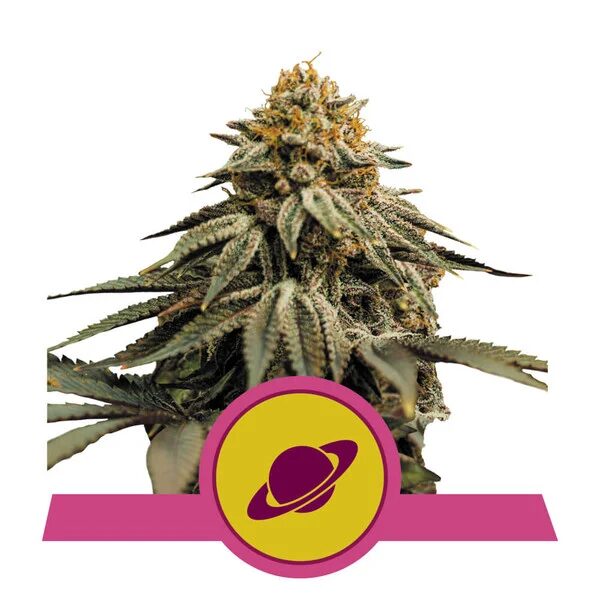 Royal Skywalker USA Premium Fem — Royal Queen