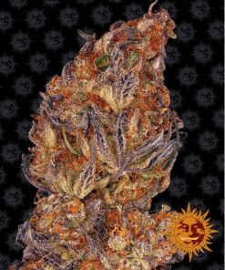 Runtz Auto — Barney's Farm