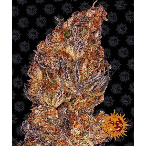 Runtz Auto — Barney's Farm