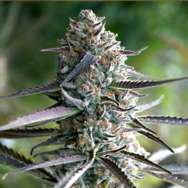Runtz Fast Flowering Fem — Humboldt Seeds Organization