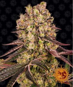 Runtz Muffin Fem — Barney's Farm