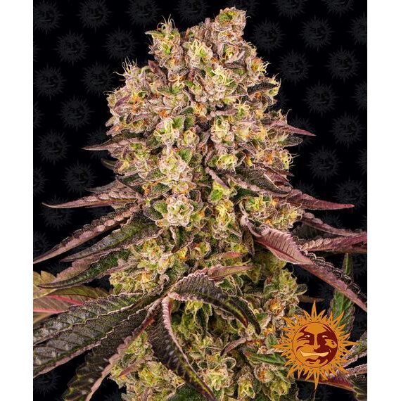 Runtz Muffin Fem — Barney's Farm