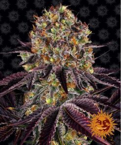 Runtz x Layer Cake Fem — Barney's Farm