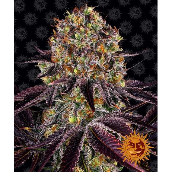 Runtz x Layer Cake Fem — Barney's Farm