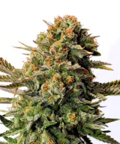Russian Doll Fem — Kannabia Seeds