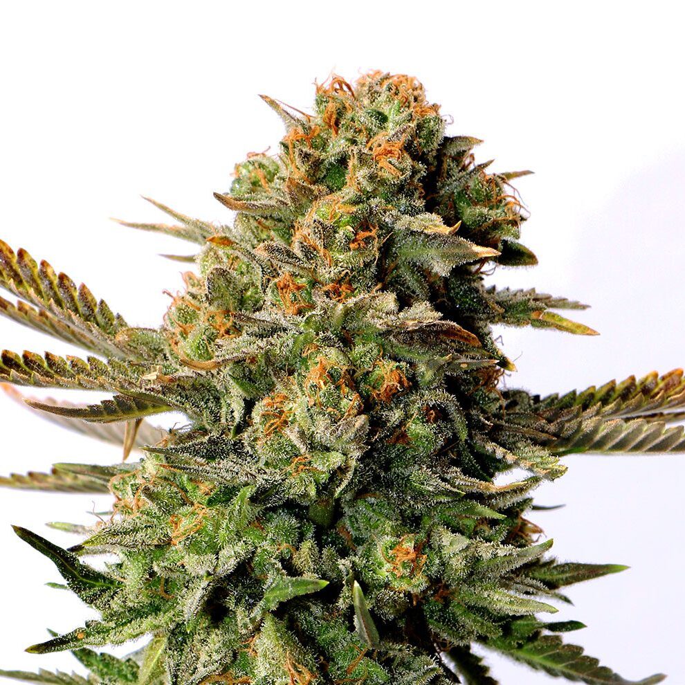 Russian Doll Fem — Kannabia Seeds