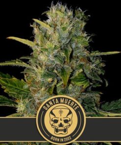Santa Muerte Fem — Blimburn Seeds