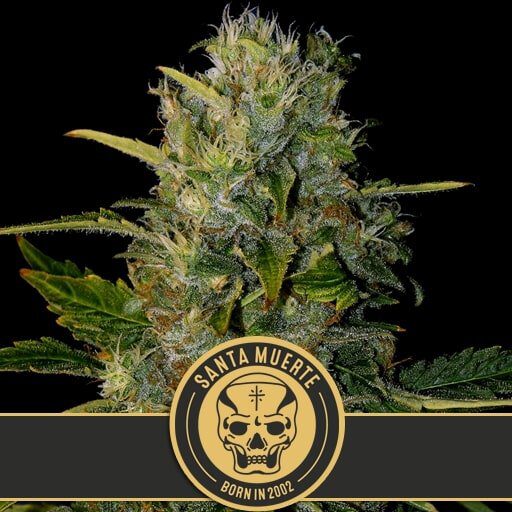 Santa Muerte Fem — Blimburn Seeds