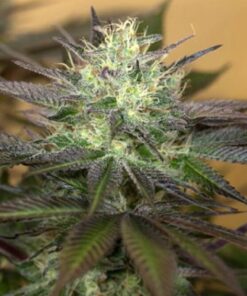 Sapphire OG Fem — Humboldt Seeds Organization