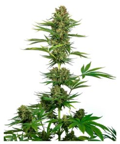 Satin Black Domina CBD Fem — Sensi Seeds